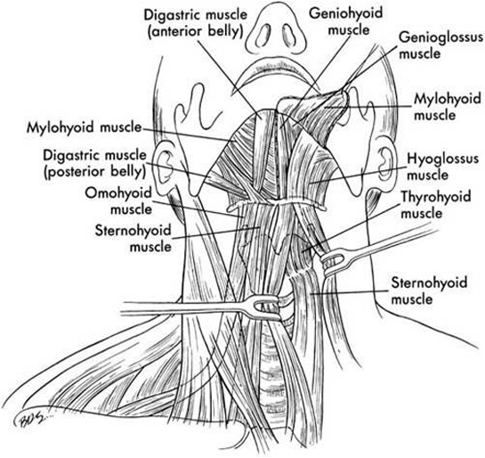 Boyun Anatomisi